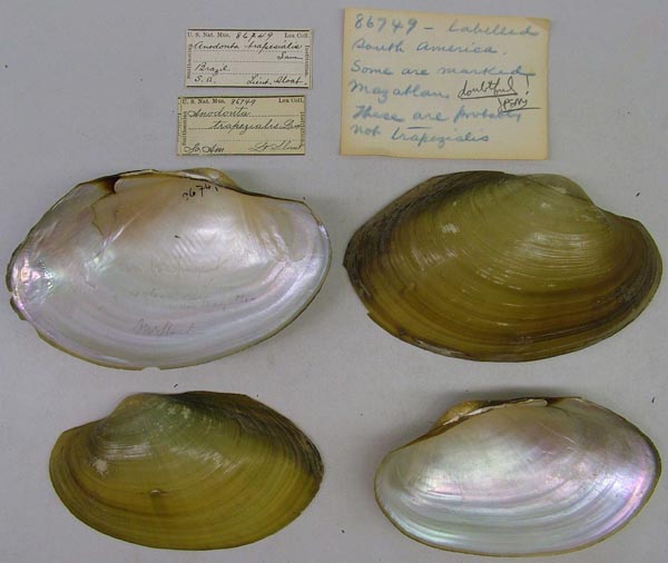 specimen