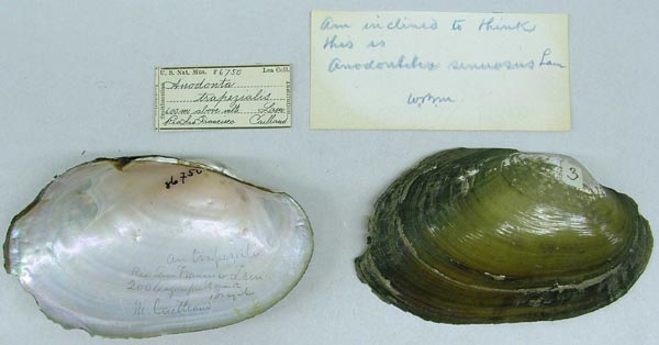 specimen