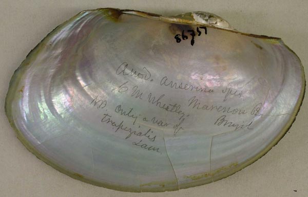 specimen