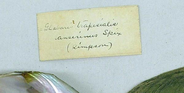 specimen