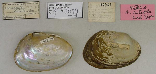 specimen