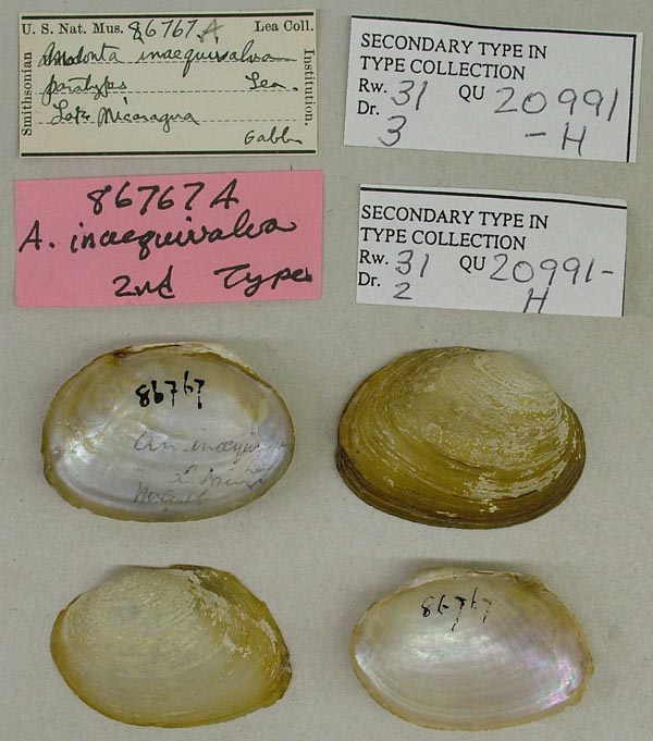 specimen