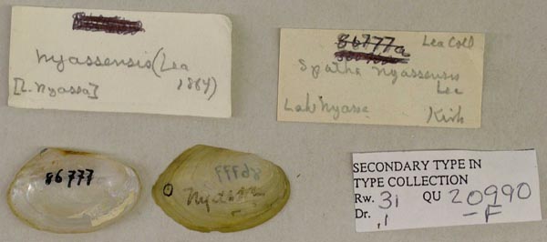 image of lot USNM_86777A image of lot USNM_86777A