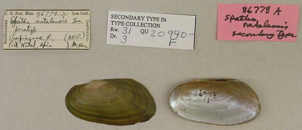 specimen