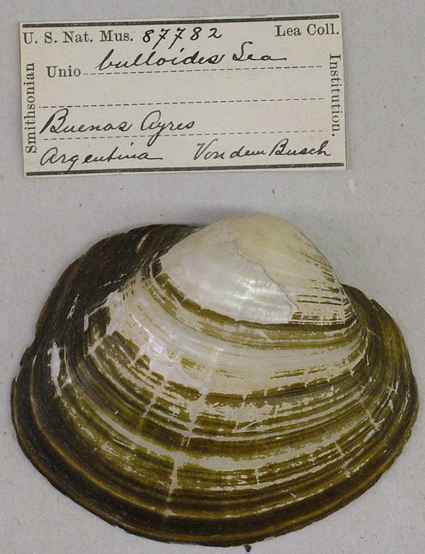 specimen