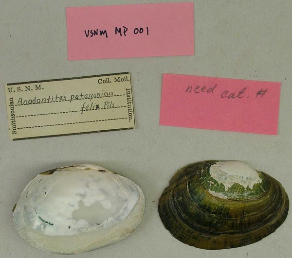 specimen