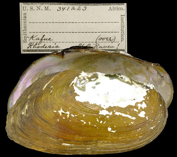 specimen