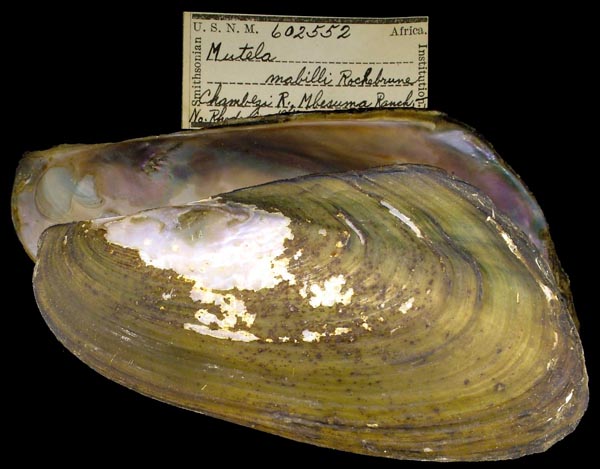 specimen