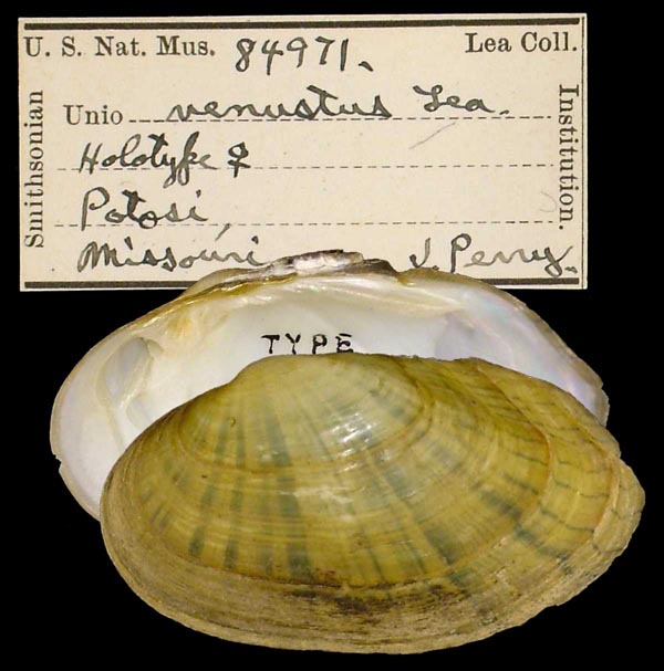 specimen