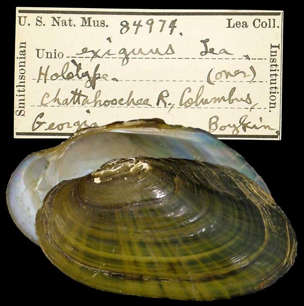 specimen