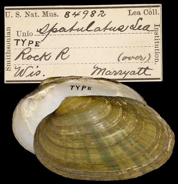 specimen