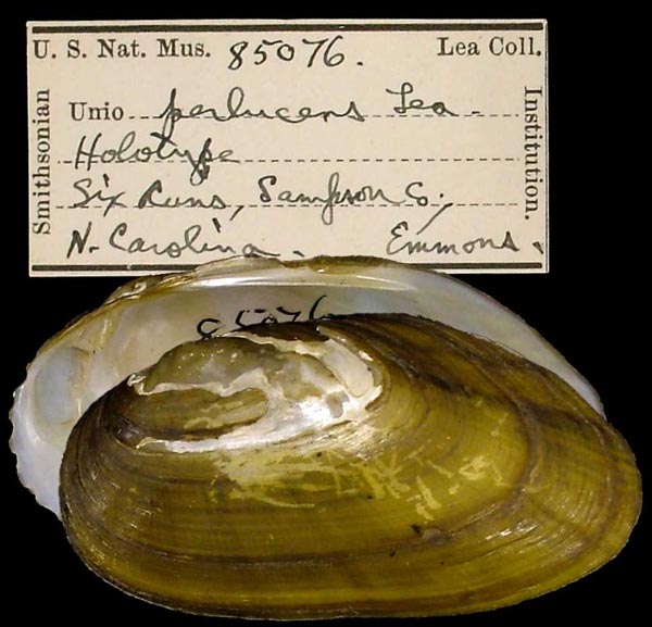 specimen