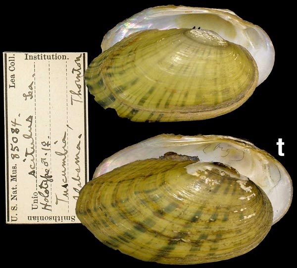 specimen