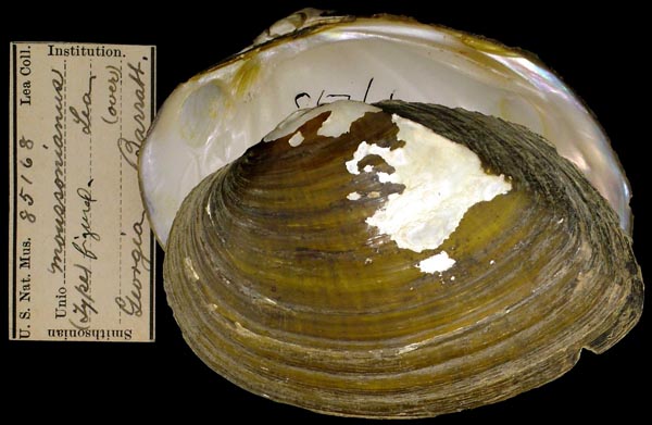 specimen