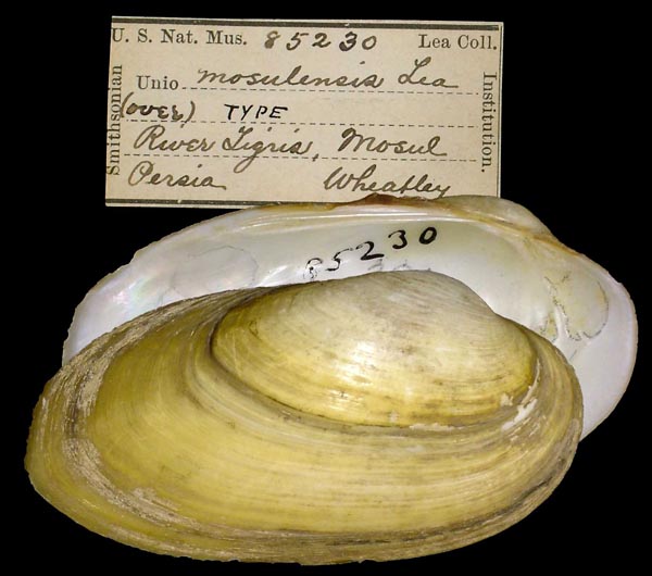 specimen
