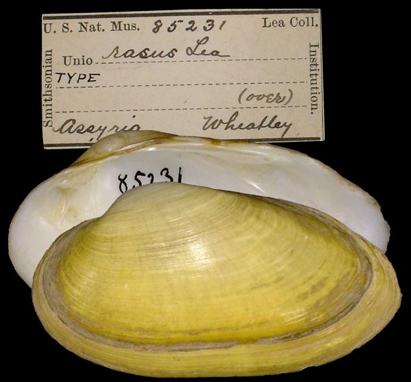 specimen