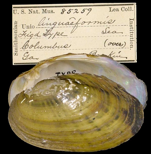specimen