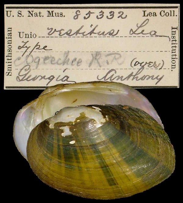 specimen
