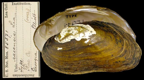 specimen