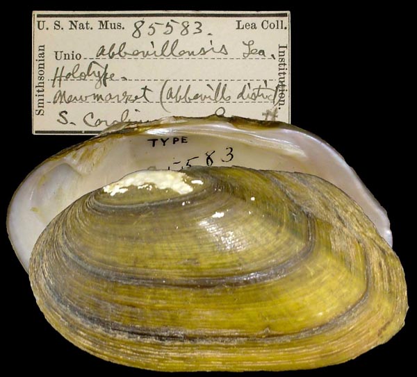 specimen