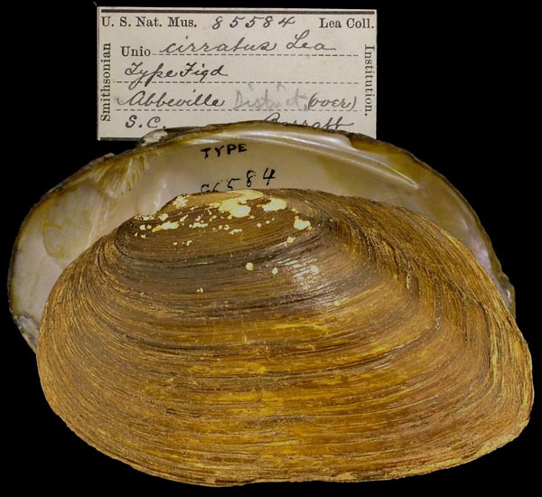 specimen
