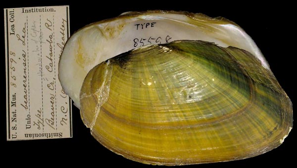 specimen