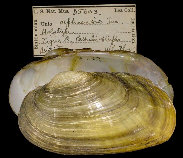 specimen