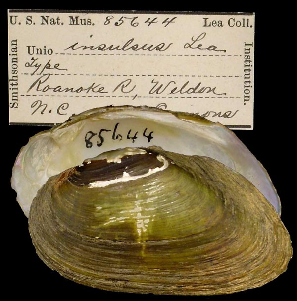 specimen
