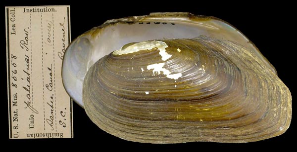 specimen