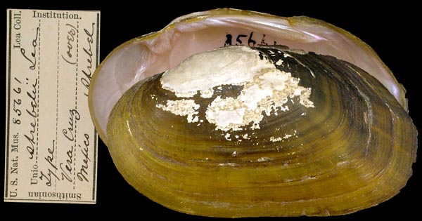 specimen