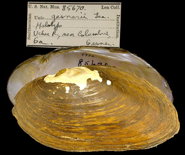 specimen