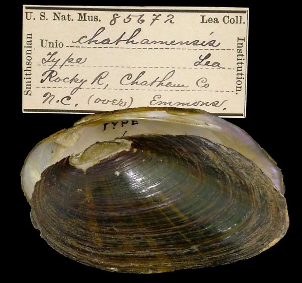 specimen