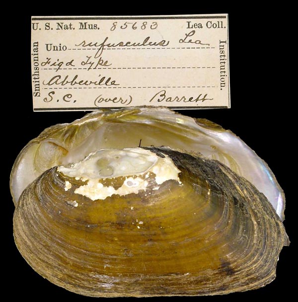 specimen