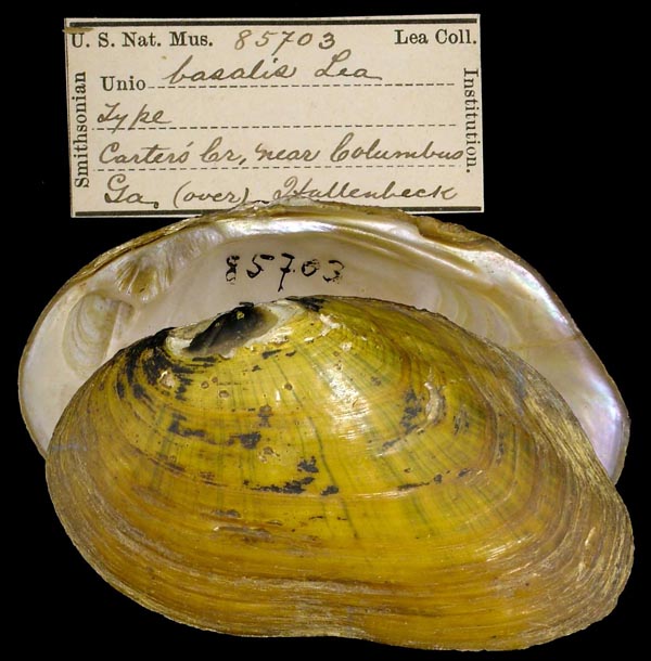 specimen