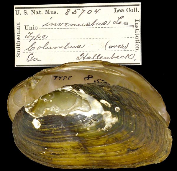 specimen