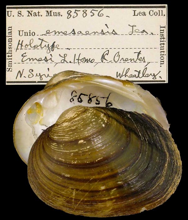 specimen
