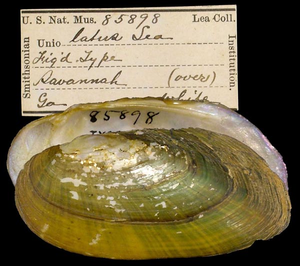 specimen