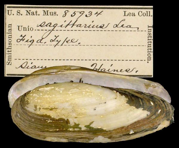 specimen