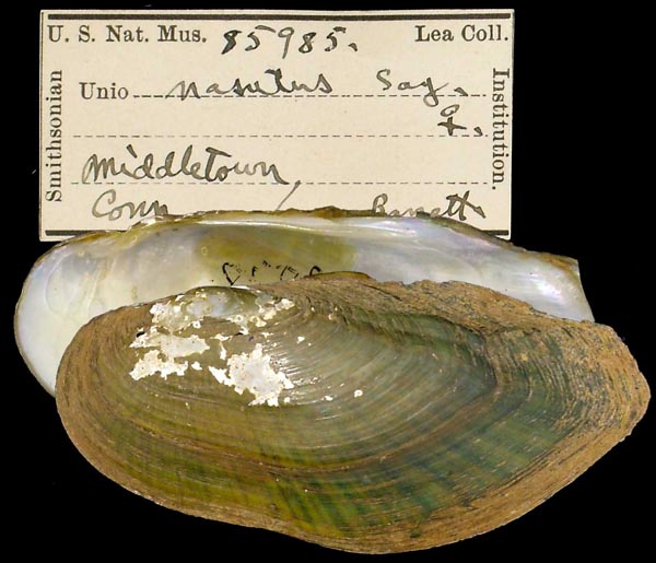 specimen