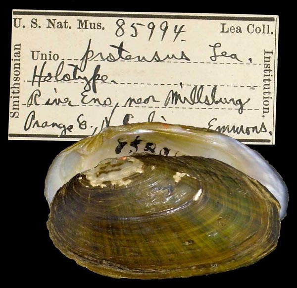 specimen