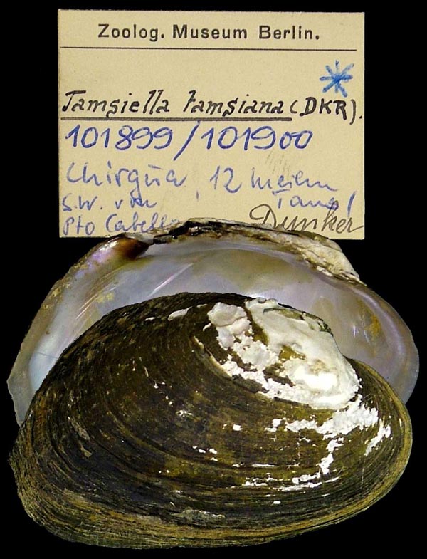 specimen
