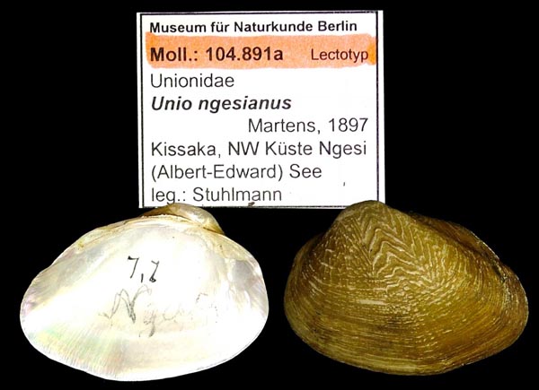 specimen