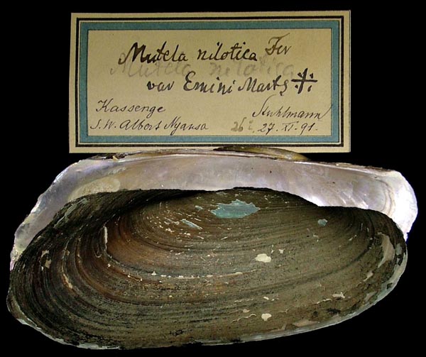 specimen