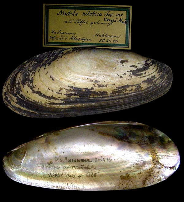 specimen