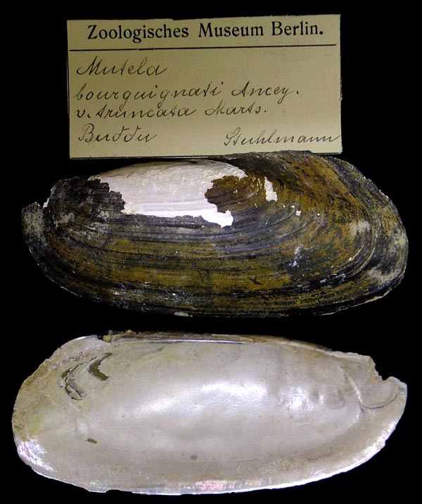 specimen