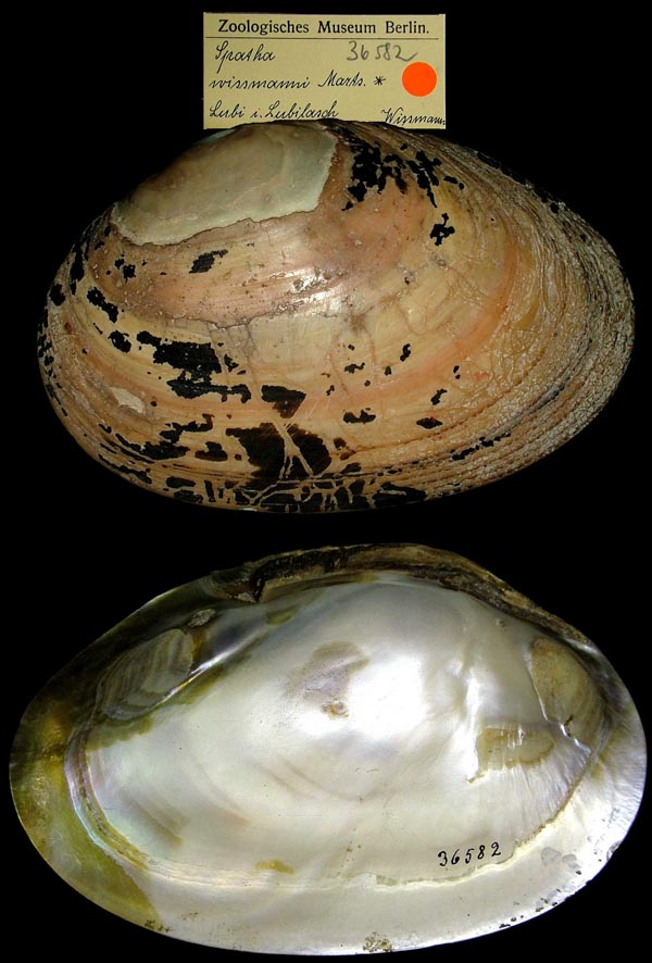 specimen