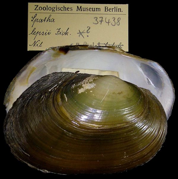 specimen