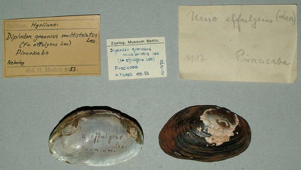 specimen