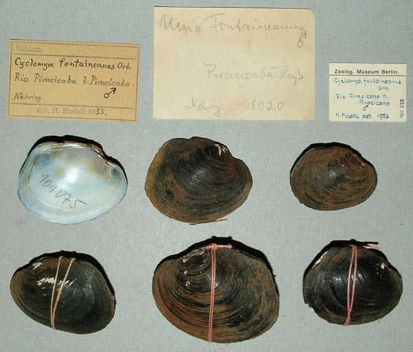 specimen