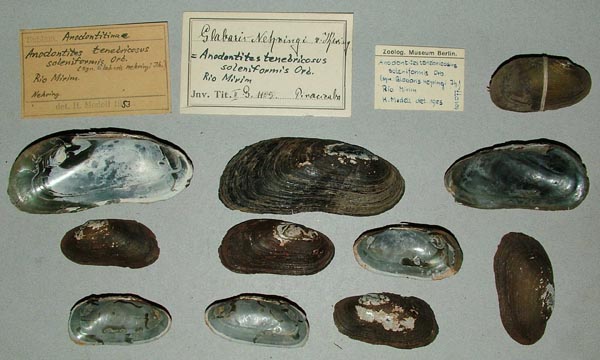 specimen